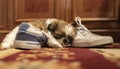 Puppy Shih Tzu dog Ã¢â¬â¹Ã¢â¬â¹sleeping in slippers